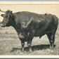 PARIS KY KING OF THE CATTLE ANTIQUE POSTCARD