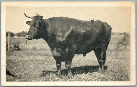 PARIS KY KING OF THE CATTLE ANTIQUE POSTCARD