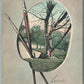 BROOKLYN NY PROSPECT PARK ANTIQUE POSTCARD