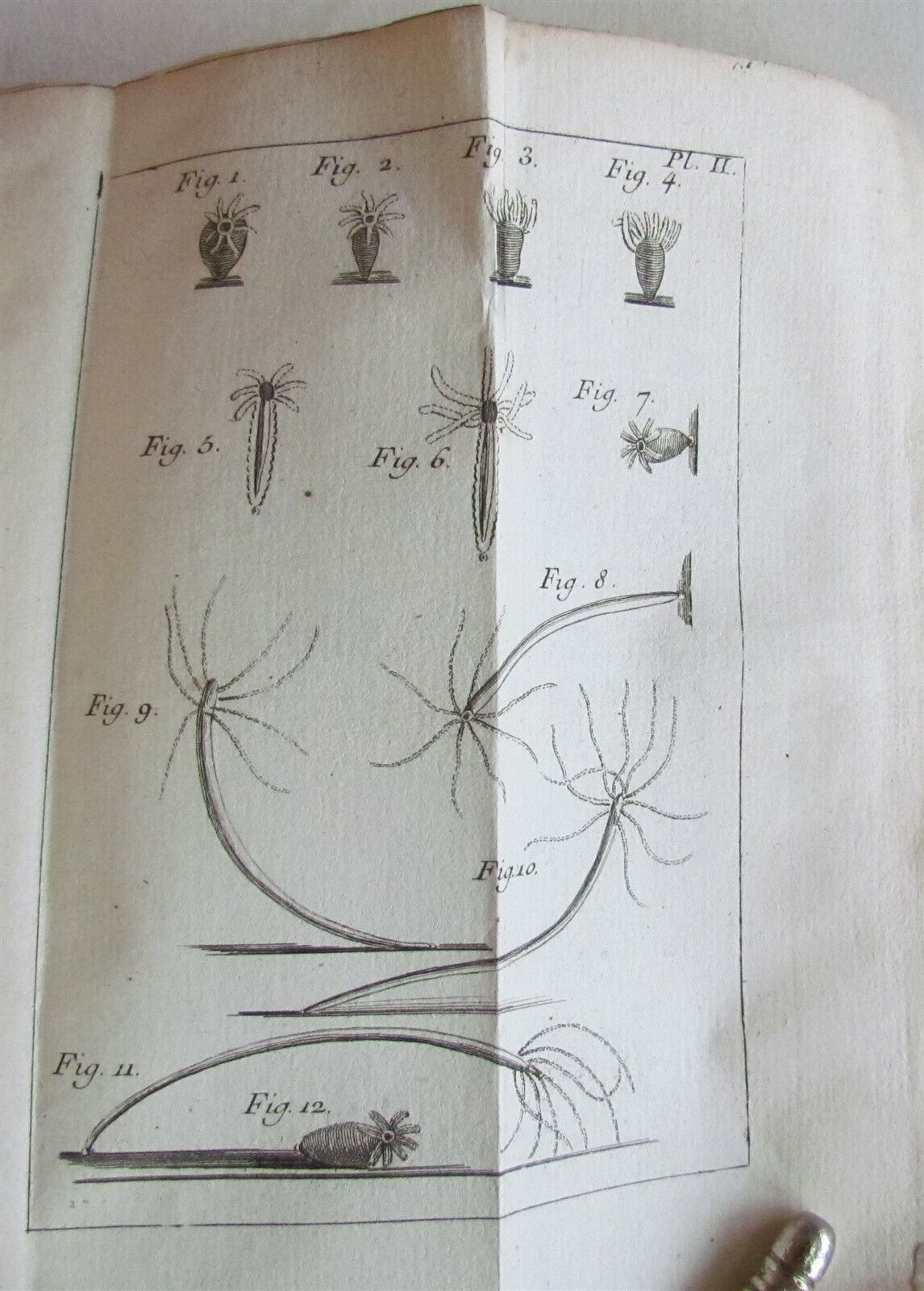 1744 NATURAL HISTORY of the POLYPES ILLUSTRATED w/ 22 engraved plates ANTIQUE