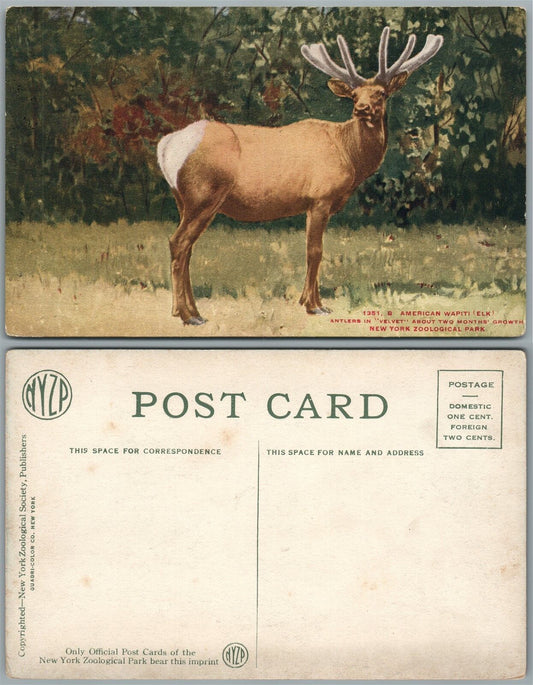 NEW YORK ZOO N.Y. ANTIQUE POSTCARD AMERICAN WAPITY - ELK