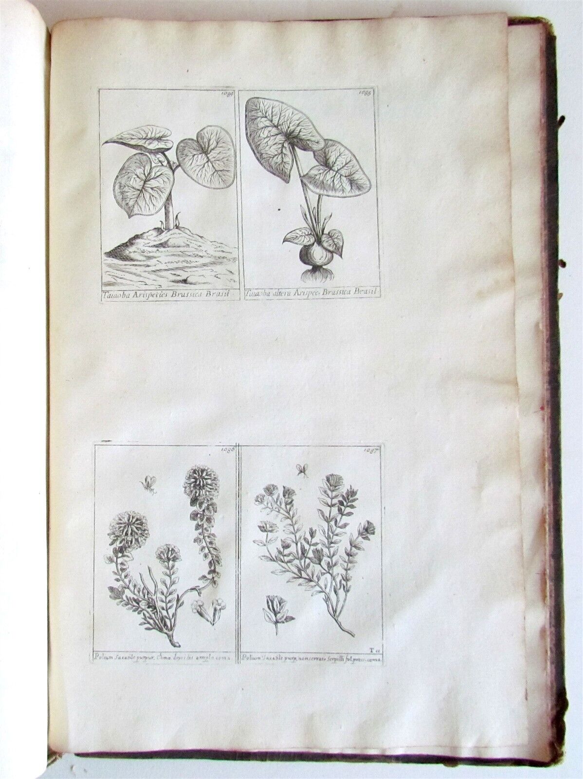 1714 ICONES PLANTARUM per GALLIAM HISPANIAM et ITALIAM Jacques BARRELIER antique