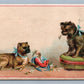 FANCY DOGS SILVER STAR BAKING POWDER VICTORIAN TRADE CARD DAYTON OH