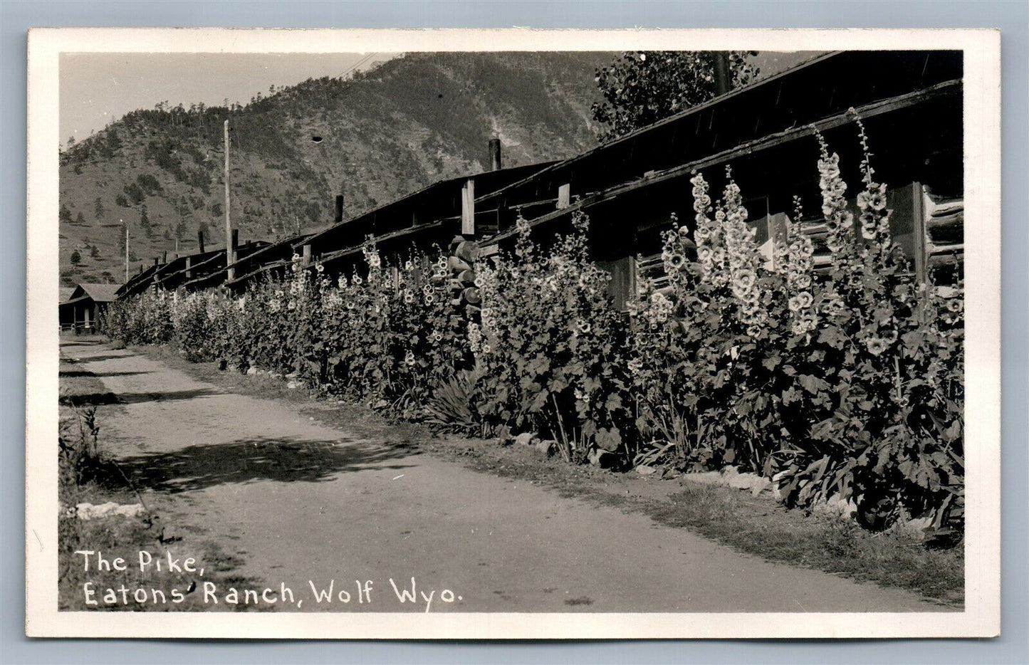 WOLF WYO EATON'S RANCH THE PIKE ANTIQUE REAL PHOTO POSTCARD RPPC