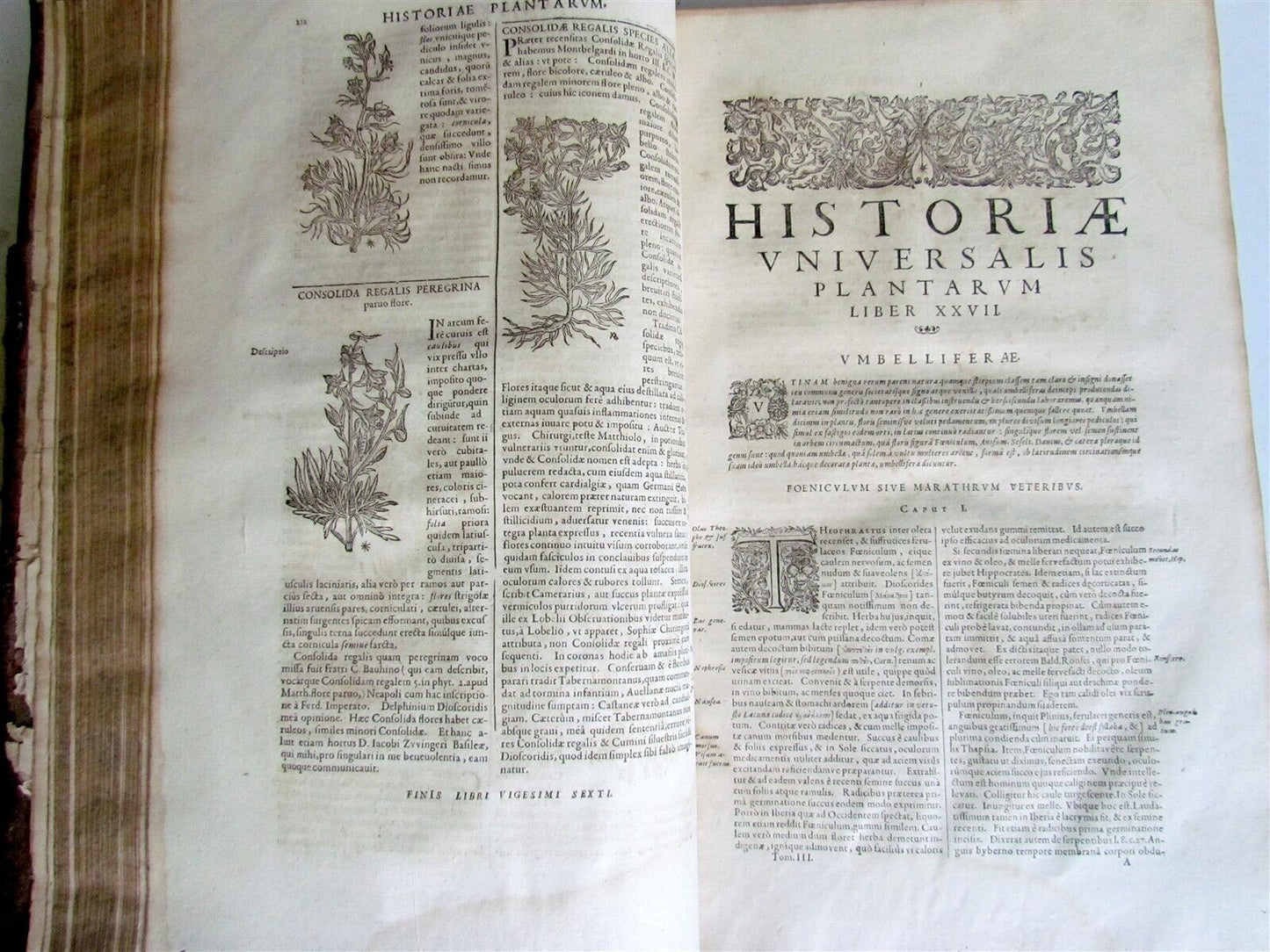 1651 HISTORIAE PLANTARUM UNIVERSALIS v.3 by J. Bauhin antique BOTANY ILLUSTRATED