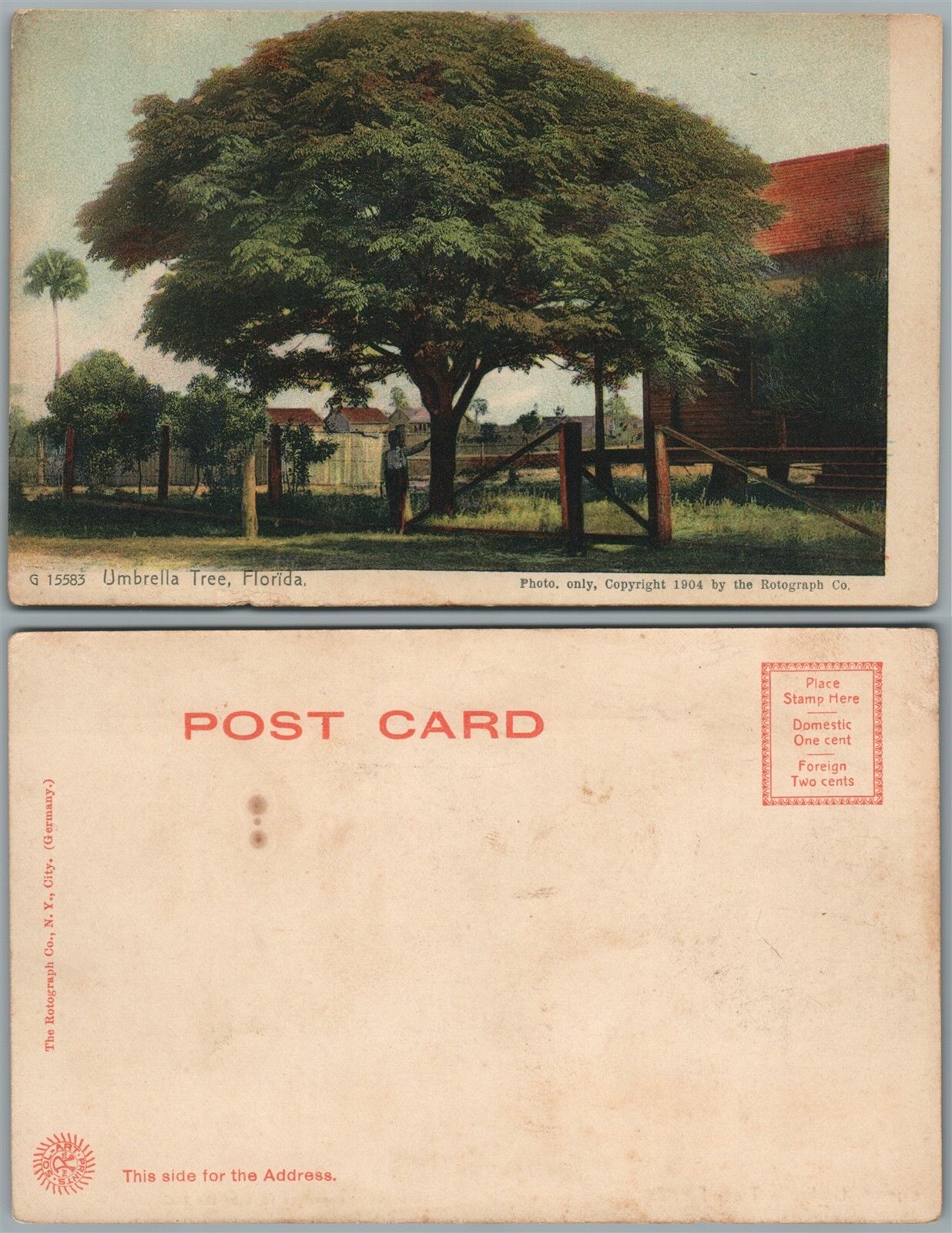 UMBRELLA TREE FLORIDA UNDIVIDED ANTIQUE POSTCARD