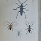 1770 ILLUSTRATIONS of NATURAL HISTORY of EXOTIC INSECTS by D.DRURY antique RARE