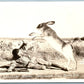 EXAGGERATED HARE RABBIT ANTIQUE REAL PHOTO POSTCARD RPPC Garden City KS