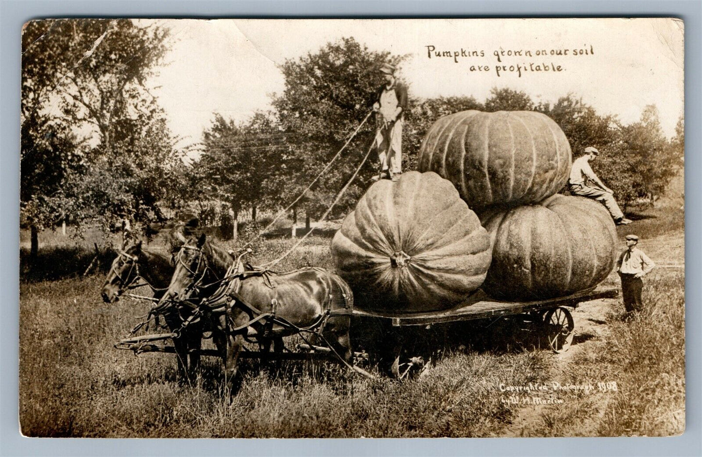 EXAGGERATED PUMPKINS ANTIQUE 1911 REAL PHOTO POSTCARD RPPC by W. MARTIN