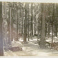 LANE'S REDWOOD FLAT CALIFORNIA VINTAGE REAL PHOTO POSTCARD RPPC