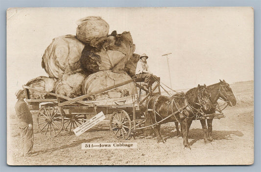 EXAGGERATED IOWA CABBAGE 1908 ANTIQUE REAL PHOTO POSTCARD RPPC collage MONTAGE