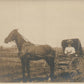 HORSE DRAWN CARRIAGE w/ LADY ANTIQUE REAL PHOTO POSTCARD RPPC