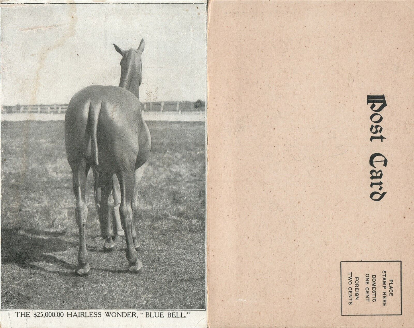 $25,000 HAIRLESS WONDER BLUE BELL FARM SCENE UNDIVIDED ANTIQUE HORSE POSTCARD