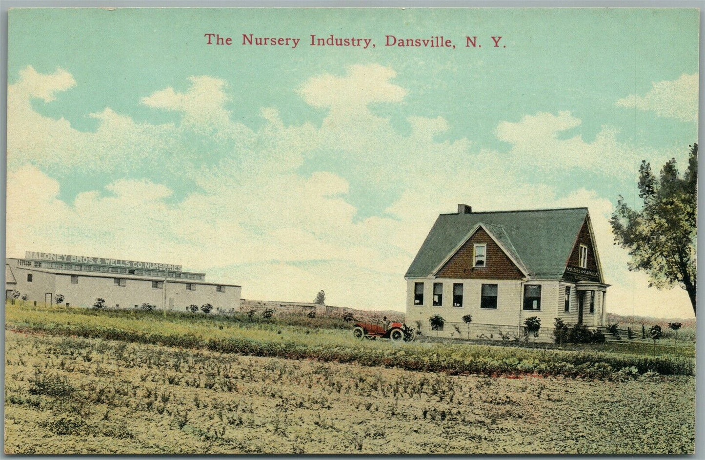 DANSVILLE NY NURSERY INDUSTRY ANTIQUE POSTCARD