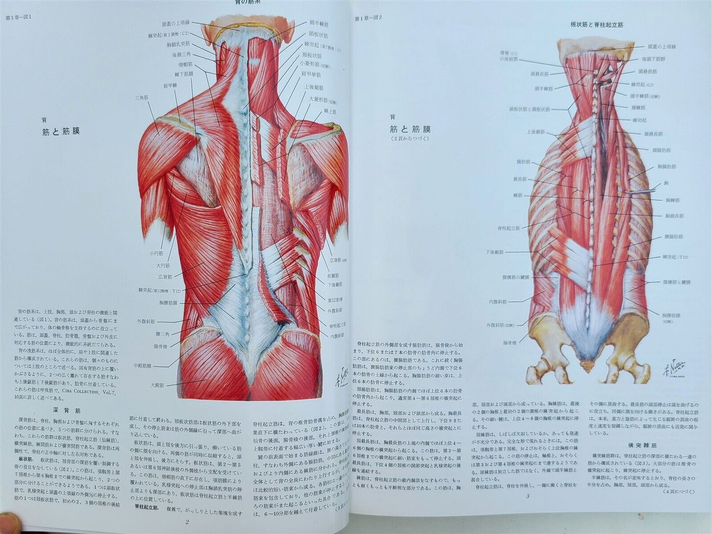 CIBA COLLECTION of MEDICAL ILLUSTRATIONS by FRANK H. NETTER reference & art book