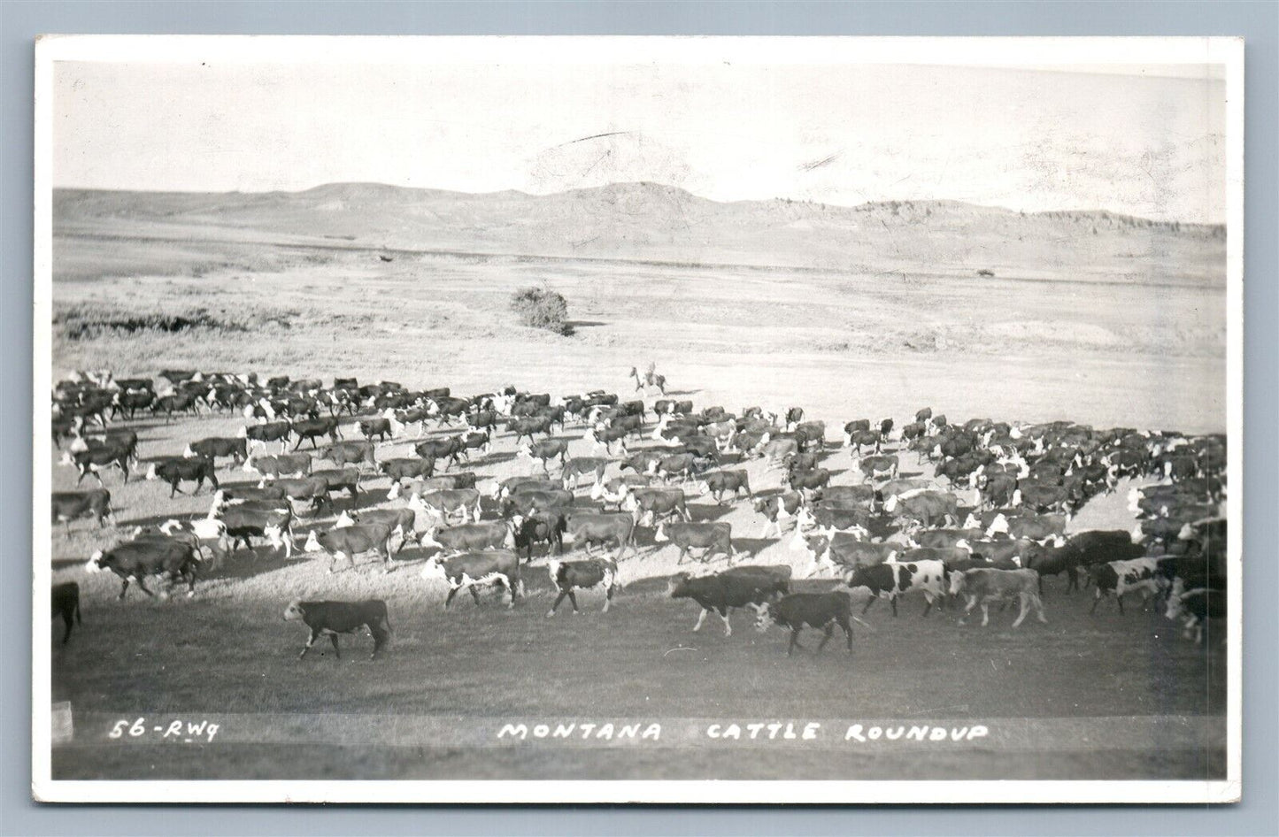 MONTANA CATTLE ROUND UP VINTAGE REAL PHOTO POSTCARD RPPC