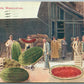 CALIFORNIA WATERMELONS EXAGGERATED 1911 ANTIQUE POSTCARD