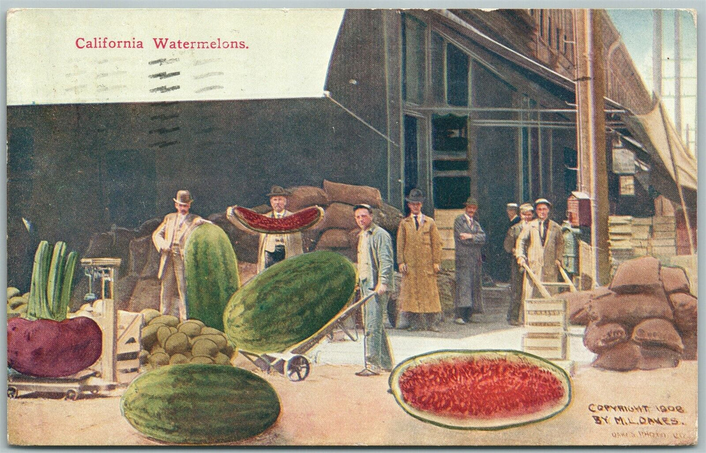 CALIFORNIA WATERMELONS EXAGGERATED 1911 ANTIQUE POSTCARD