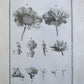 1700 BOTANY ILLUSTRATED 3 VOLUMES TOURNEFORT INSTITUTIONES REI HERBARIAE antique