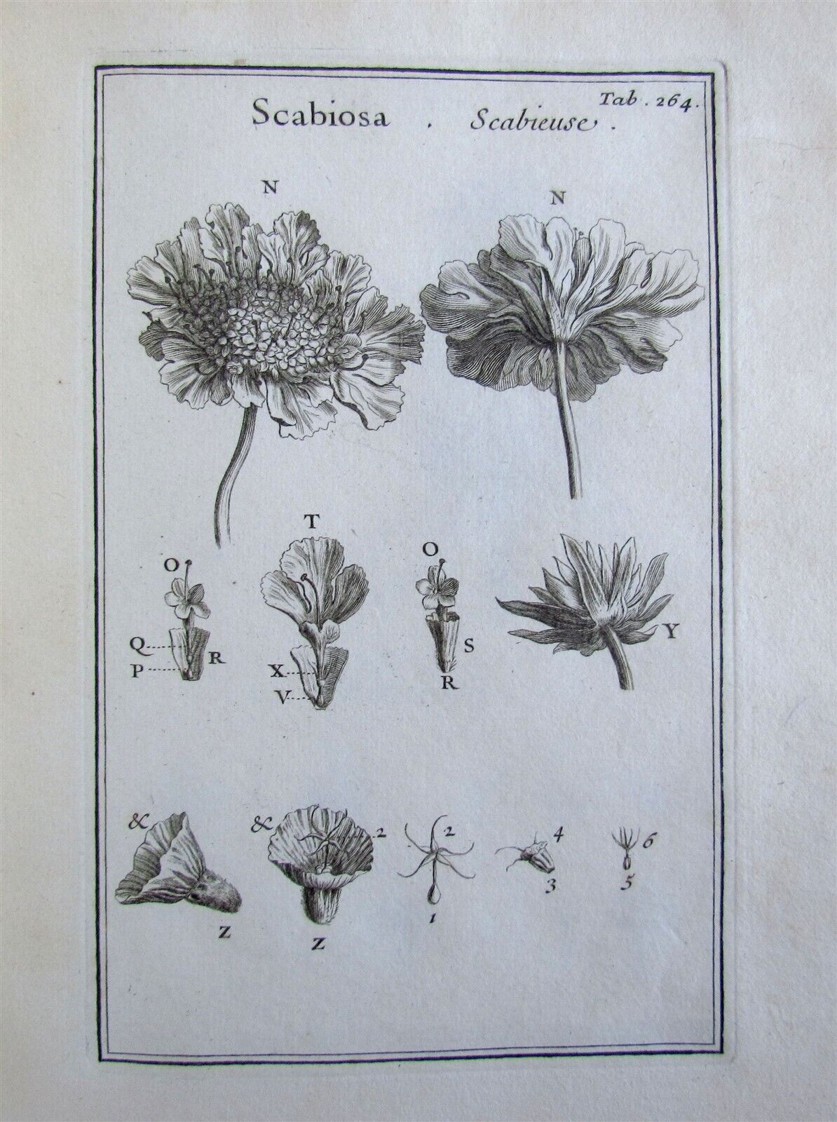 1700 BOTANY ILLUSTRATED 3 VOLUMES TOURNEFORT INSTITUTIONES REI HERBARIAE antique