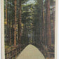 VINTAGE POSTCARD WALK TO RAYBROOKE STATE SANITARIUM RAYBROOKE NY