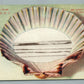 WILDWOOD NJ OCEAN IN SHELL ANTIQUE POSTCARD