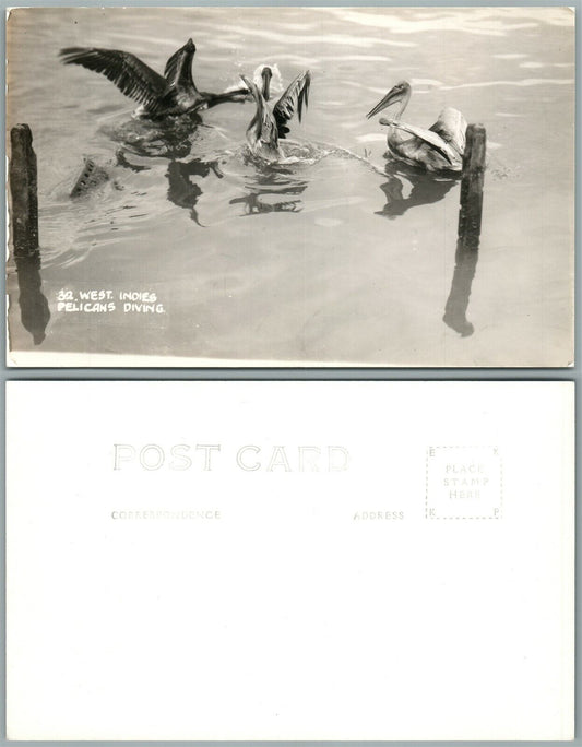 WEST INDIES PELICANS DIVING ANTIQUE REAL PHOTO POSTCARD RPPC