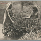 CEYLON COOLIE WOMEN PLUCKING TEA ANTIQUE POSTCARD