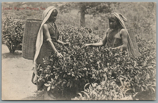 CEYLON COOLIE WOMEN PLUCKING TEA ANTIQUE POSTCARD