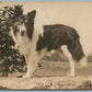 SCOTTISH SHEPHERD DOG ANTIQUE REAL PHOTO POSTCARD RPPC