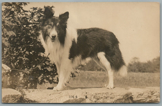 SCOTTISH SHEPHERD DOG ANTIQUE REAL PHOTO POSTCARD RPPC