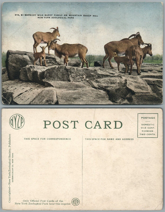 NEW YORK ZOO N.Y. ANTIQUE POSTCARD BARBARY WILD SHEEP FAMILY