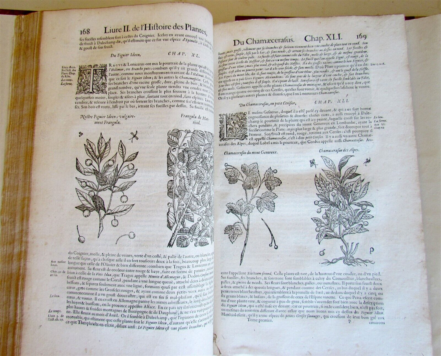 1615 HISTORY of PLANTS by Jacques DALECHAMPS ILLUSTRATED 2 FOLIO VOLUMES antique