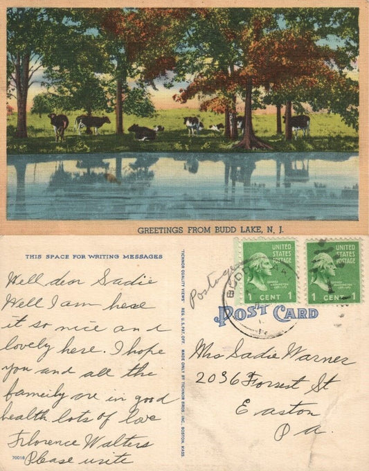 GREETINGS FROM BUDD LAKE N.J. VINTAGE POSTCARD