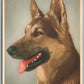 GERMAN SHEPPERD DOG ANTIQUE POSTCARD