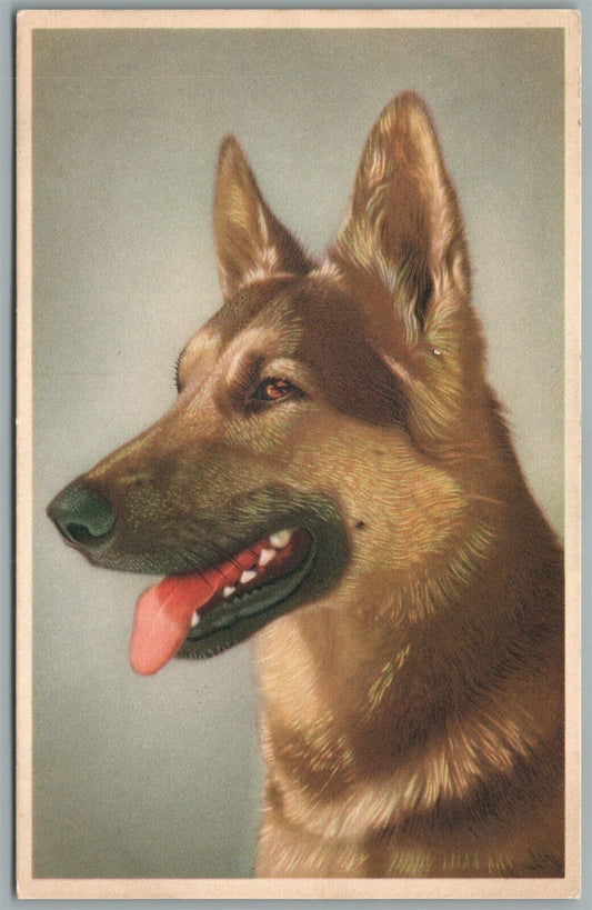 GERMAN SHEPPERD DOG ANTIQUE POSTCARD