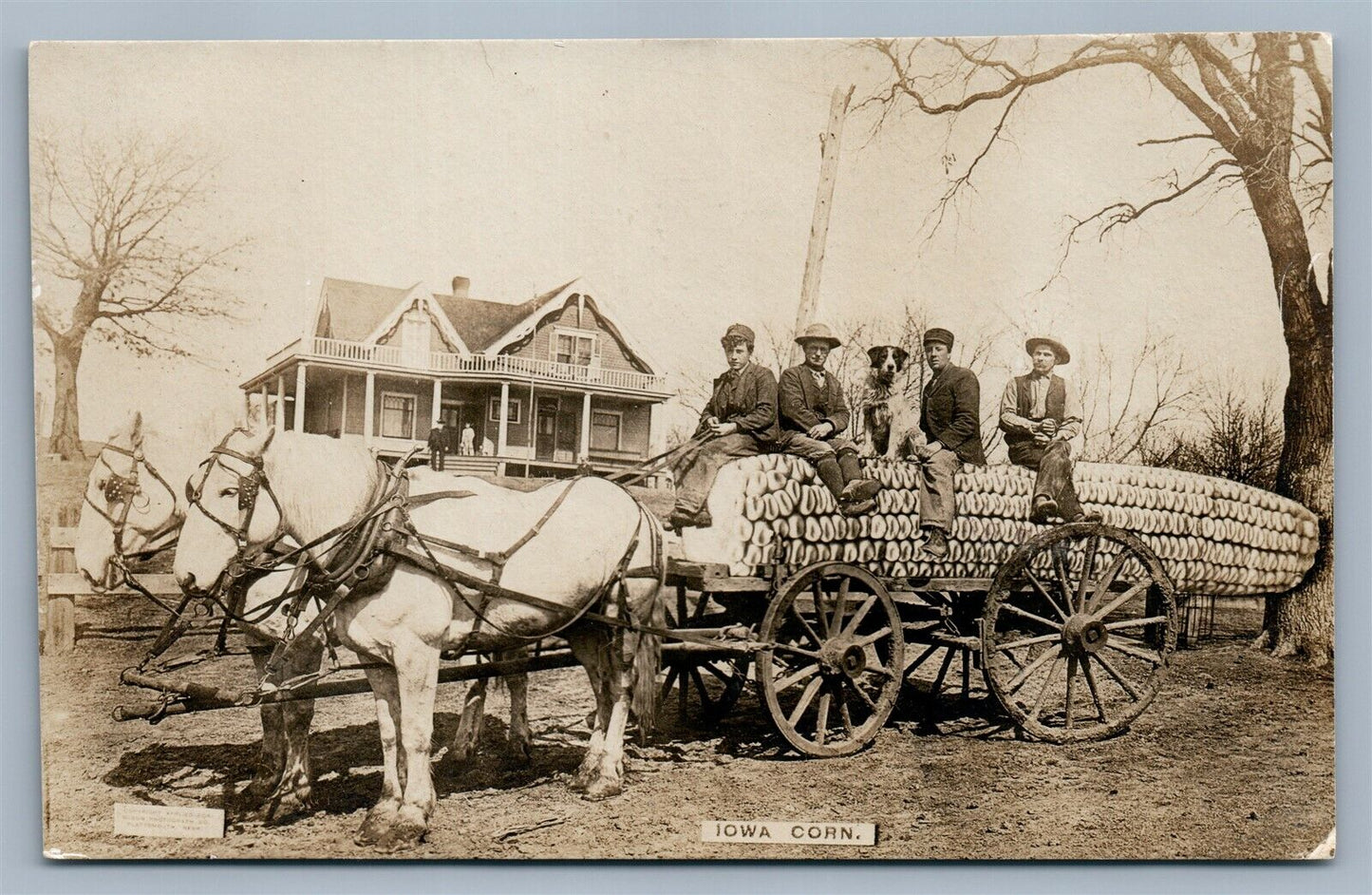 IOWA EXAGGERATED CORN 1908 ANTIQUE REAL PHOTO POSTCARD RPPC horse cart