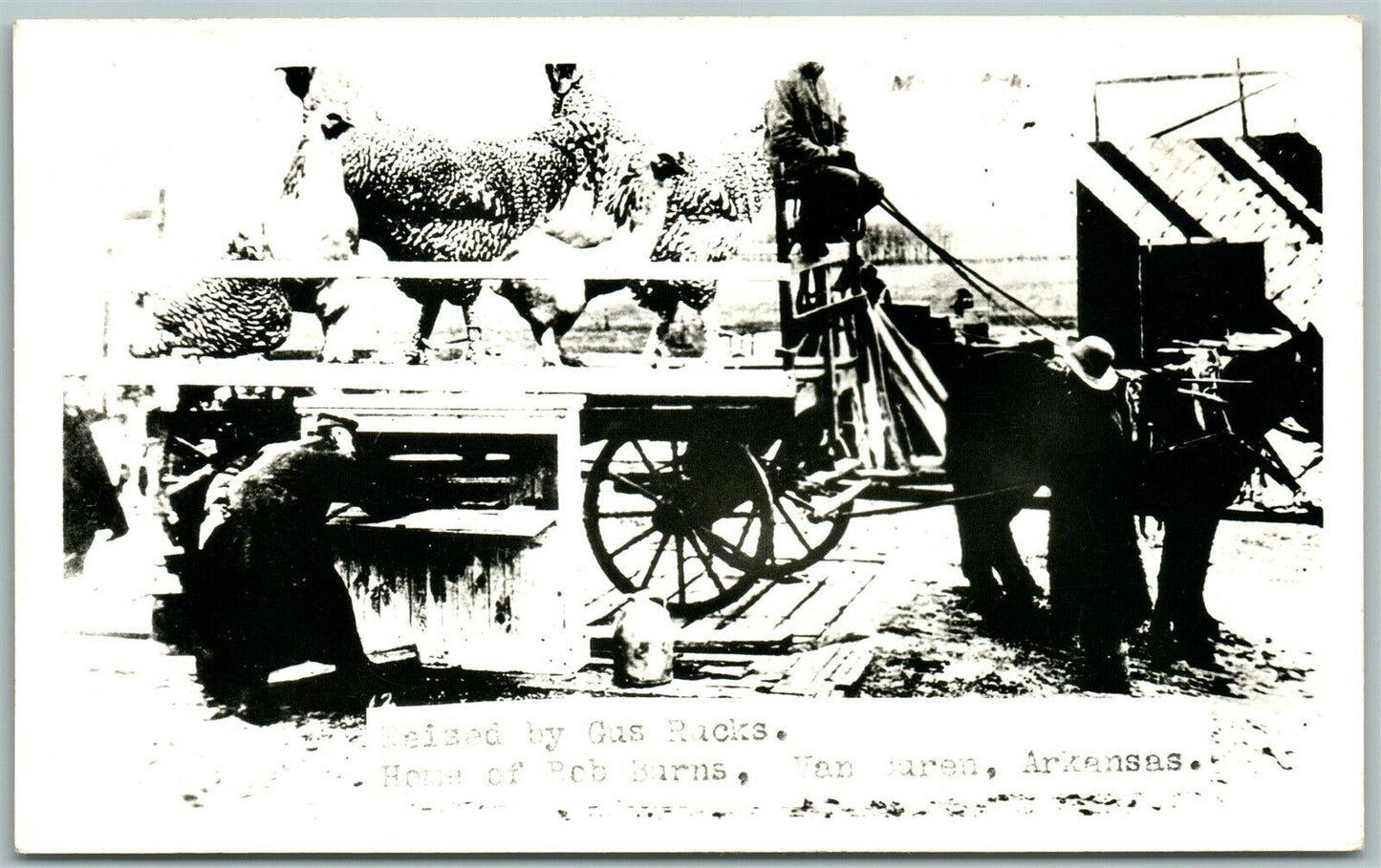 VAN BUREN AR EXAGGERATED CHICKEN 1949 VINTAGE REAL PHOTO POSTCARD RPPC