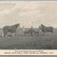 FOUR GREATEST HORSES IN THE WORLD HIRAM BLUE BELL TOM THUMB ANTIQUE POSTCARD