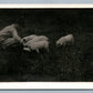 FARM SCENE MAN FEEDING PIGLETS ANTIQUE REAL PHOTO POSTCARD RPPC
