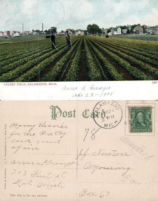 KALAMAZOO MI CELERY FIELD 1908 ANTIQUE POSTCARD