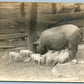 MOTHER PIG w/ PIGLETS at LUNCH ANTIQUE REAL PHOTO POSTCARD RPPC