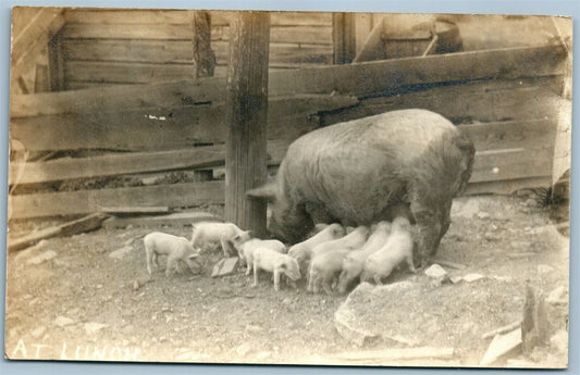 MOTHER PIG w/ PIGLETS at LUNCH ANTIQUE REAL PHOTO POSTCARD RPPC