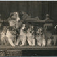 LASSSIE DOG w/ PUPPIES ANTIQUE REAL PHOTO POSTCARD RPPC