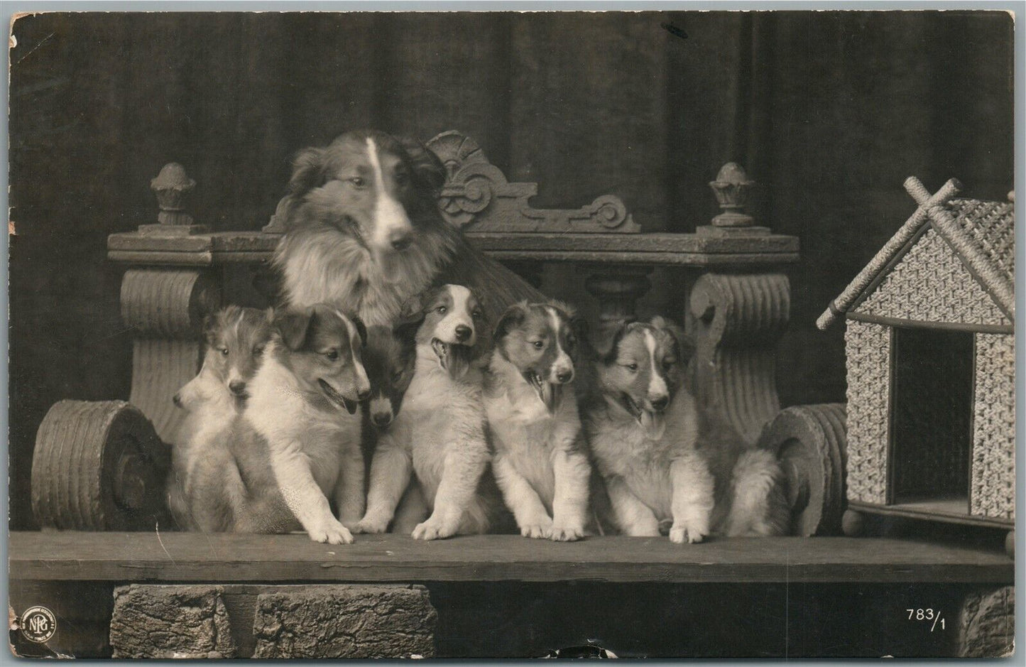 LASSSIE DOG w/ PUPPIES ANTIQUE REAL PHOTO POSTCARD RPPC