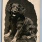 BLACK DOG ANTIQUE REAL PHOTO POSTCARD RPPC