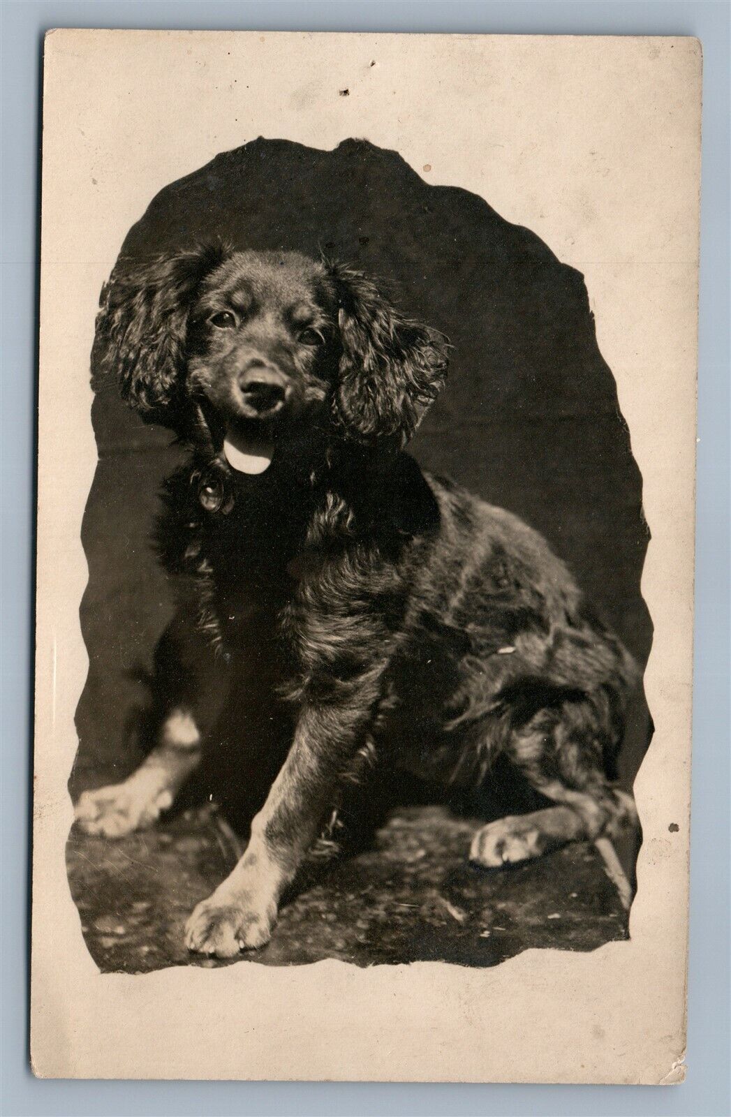 BLACK DOG ANTIQUE REAL PHOTO POSTCARD RPPC