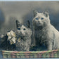 CAT COUPLE IN BASKET ANTIQUE REAL PHOTO POSTCARD RPPC