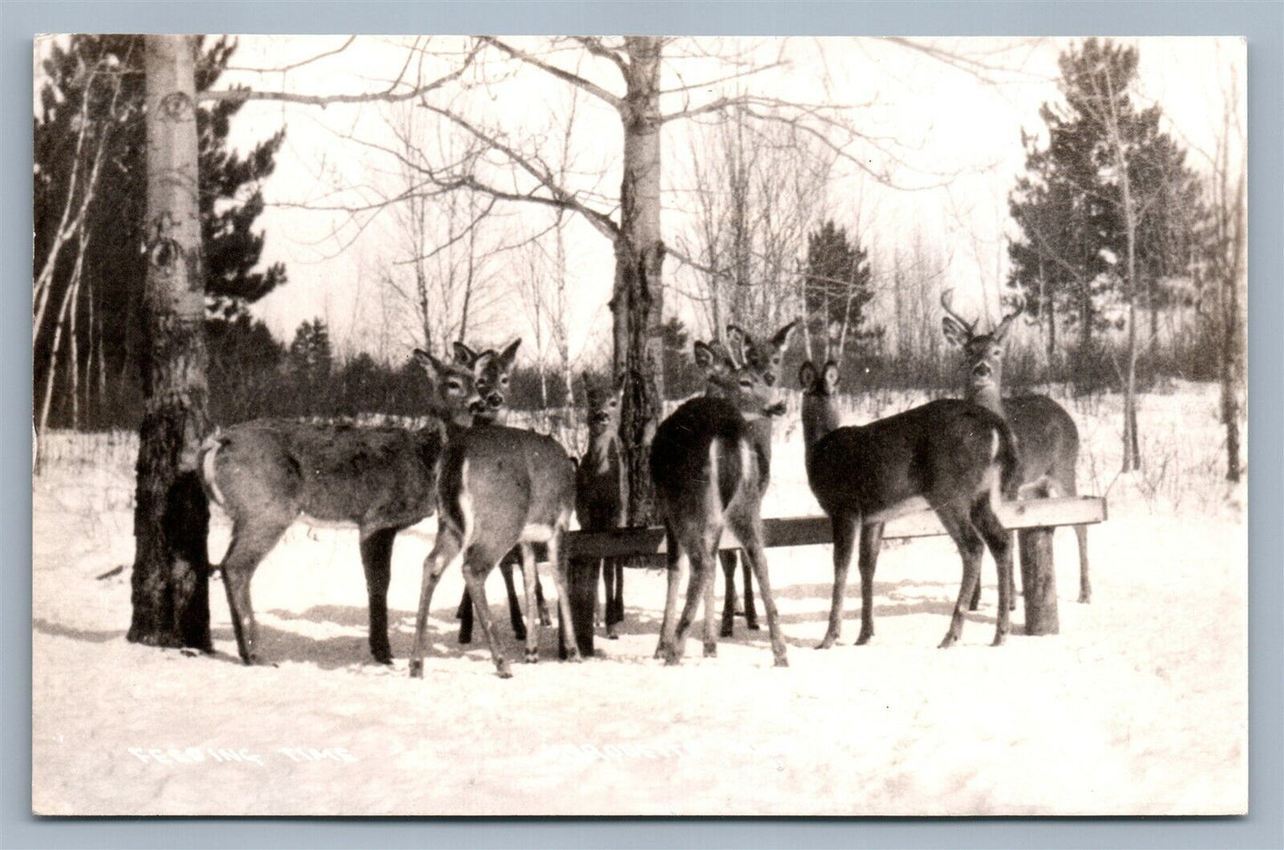 MARQUETTE MI DEER FEEDING VINTAGE REAL PHOTO POSTCARD RPPC