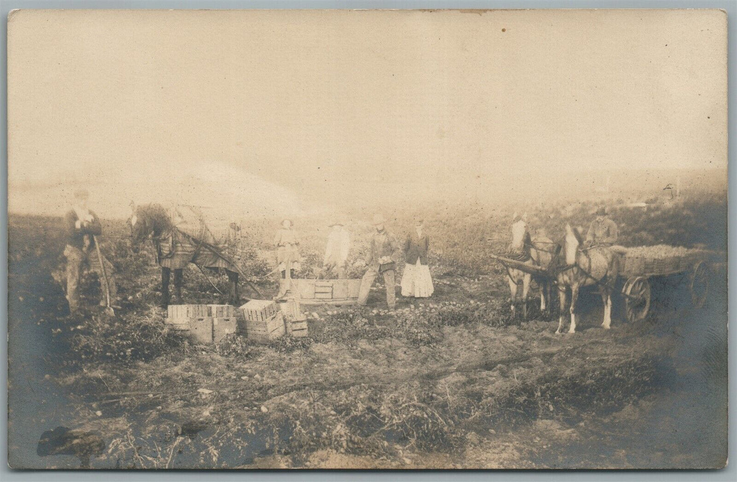 AGRIGULTURAL SCENE HARVEST ANTIQUE REAL PHOTO POSTCARD RPPC